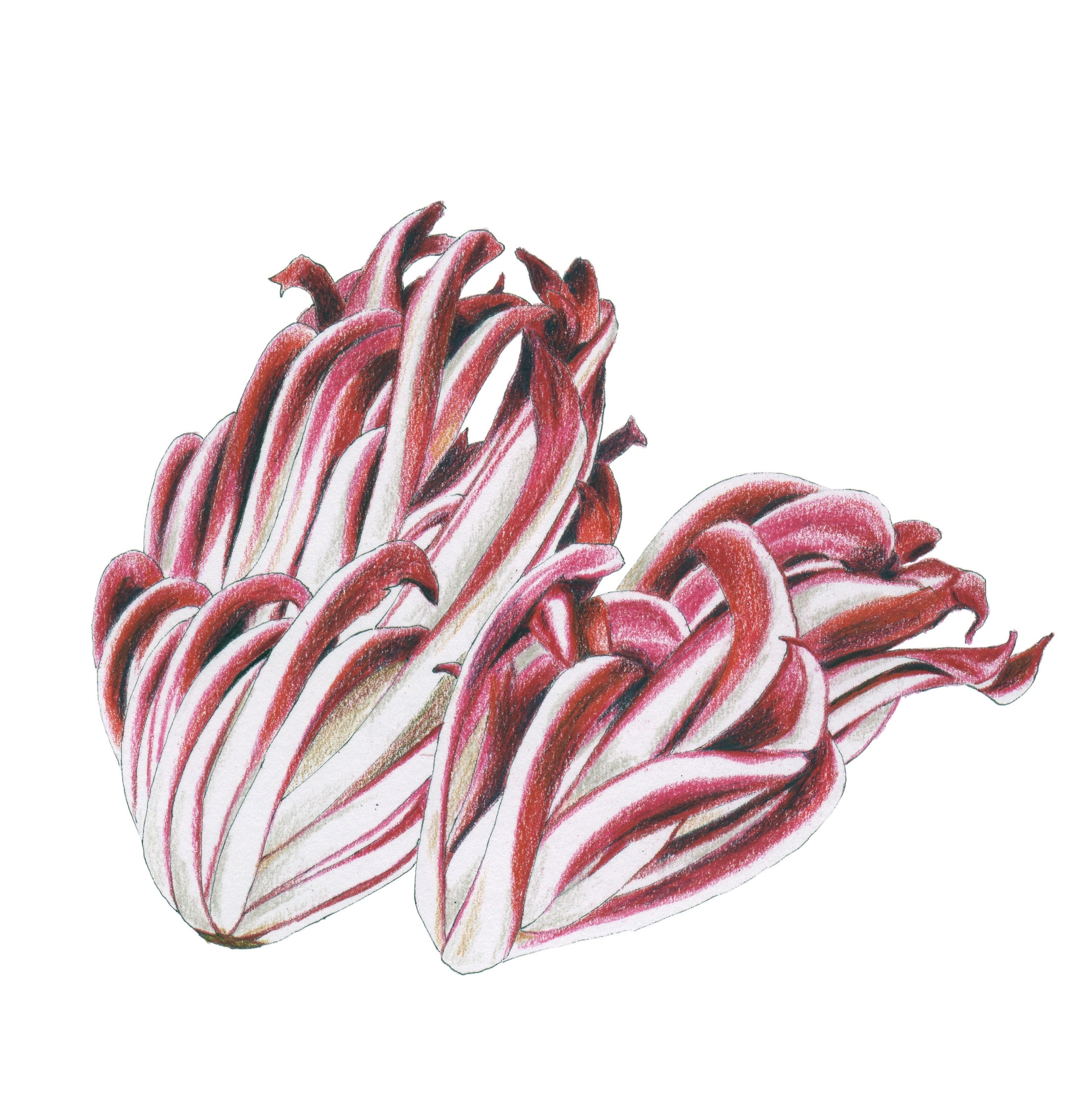 Radicchio NET.jpg