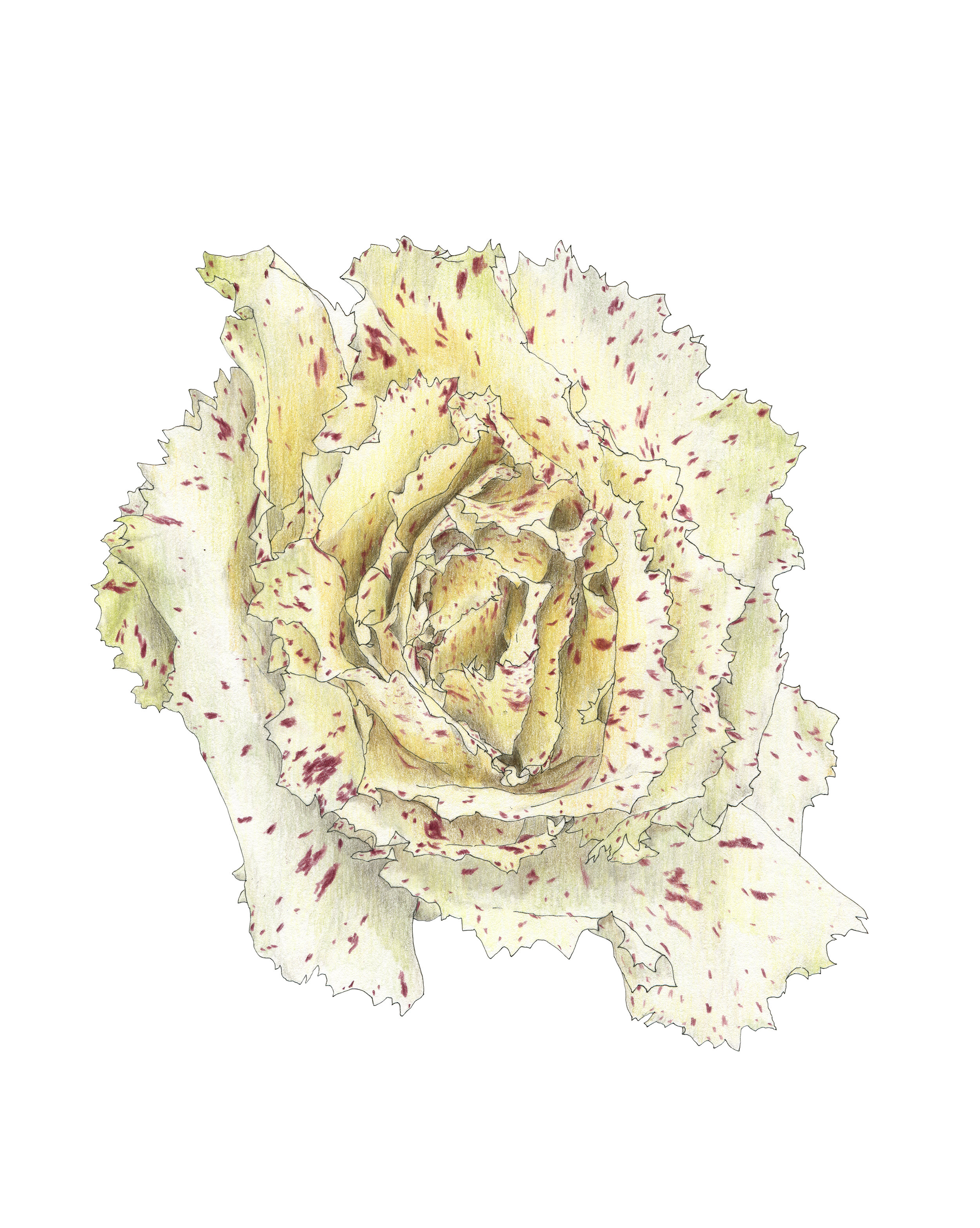 Radicchio Variegato di Castelfranco (2019)