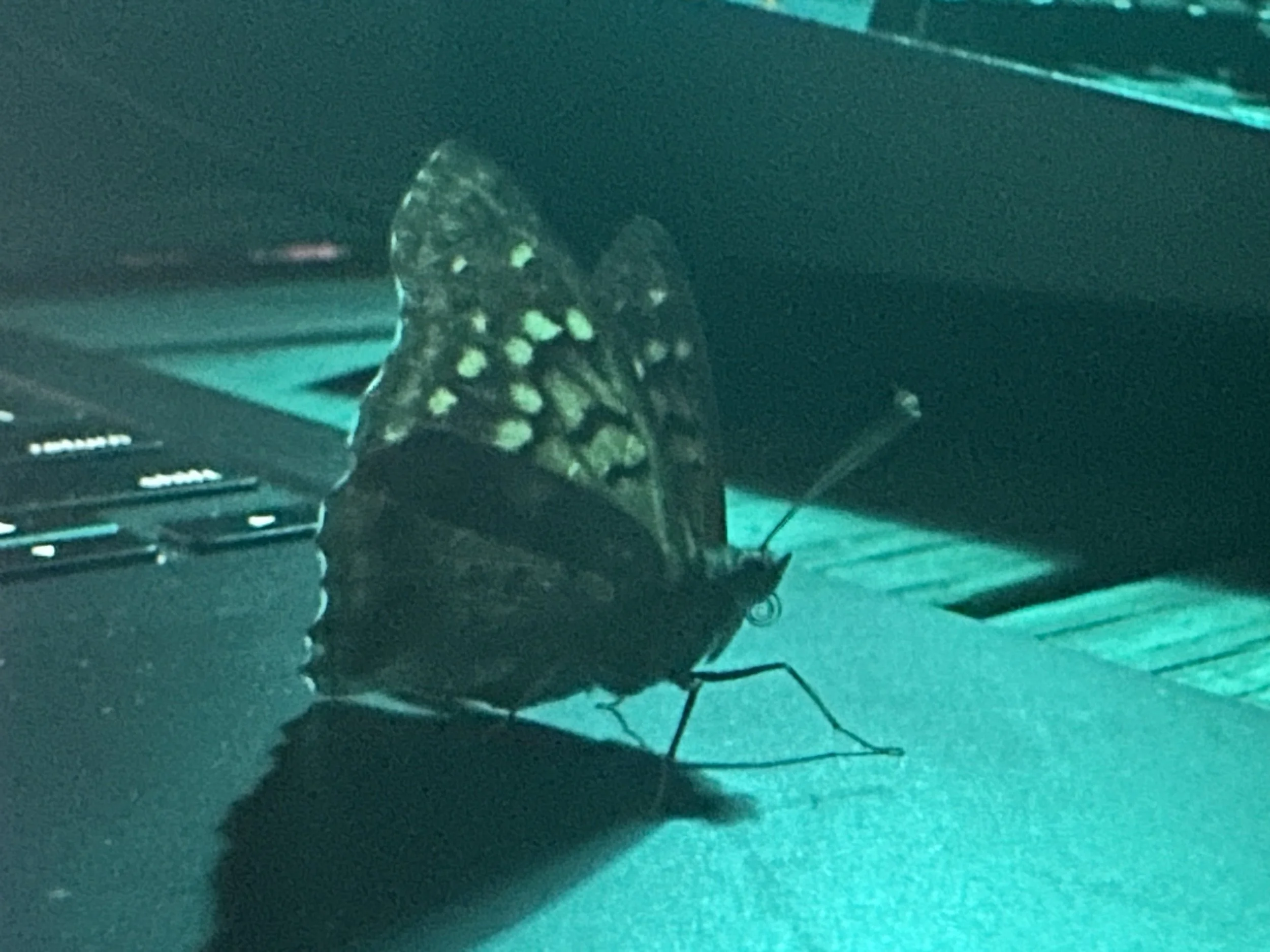 IMG_0944.jpeg