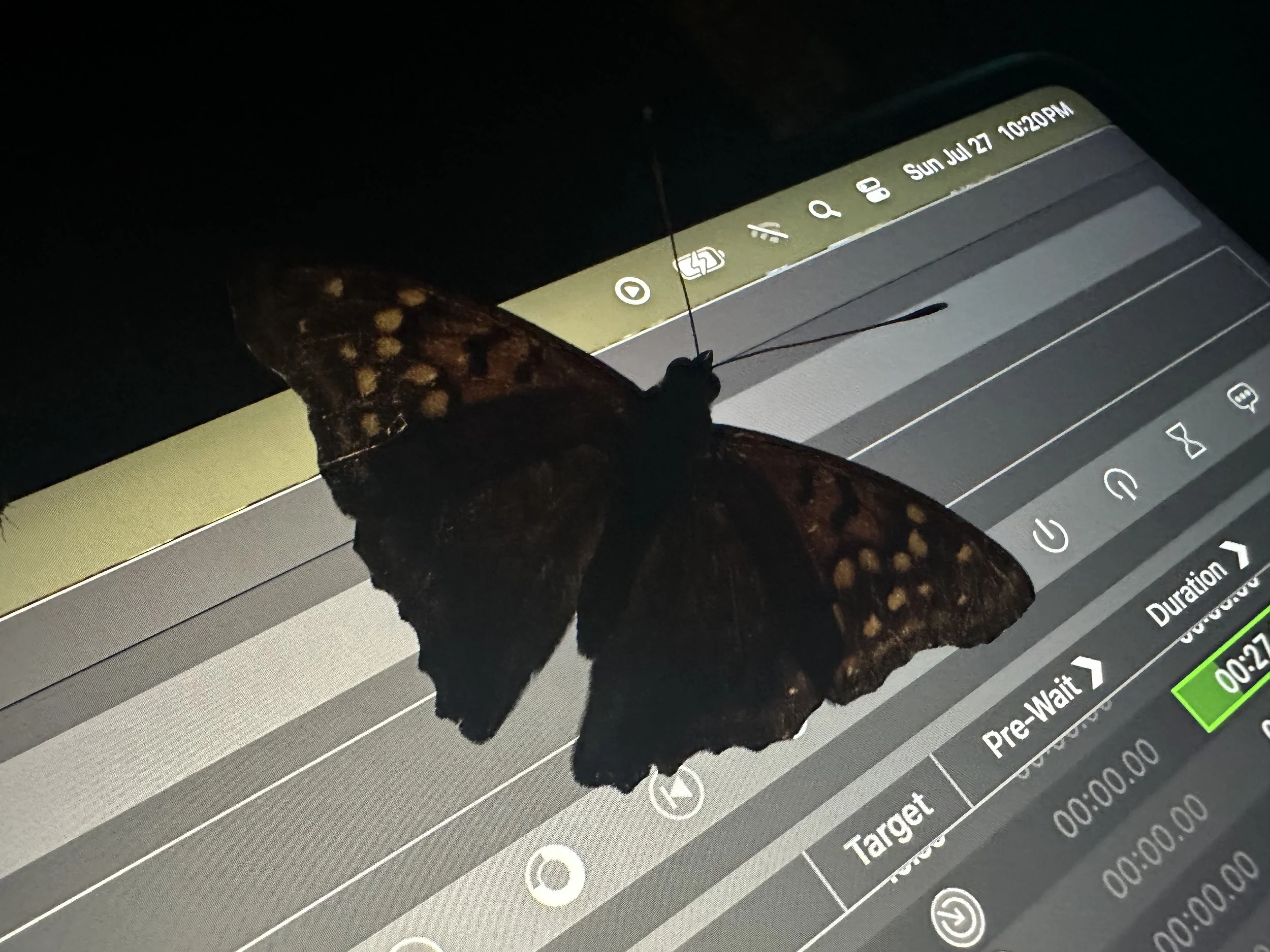 IMG_0951.jpeg