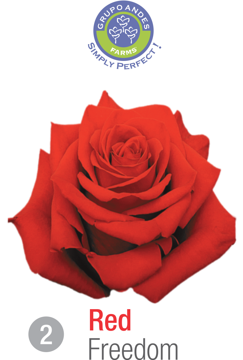 02 - Rosa Variedad Freedom.png