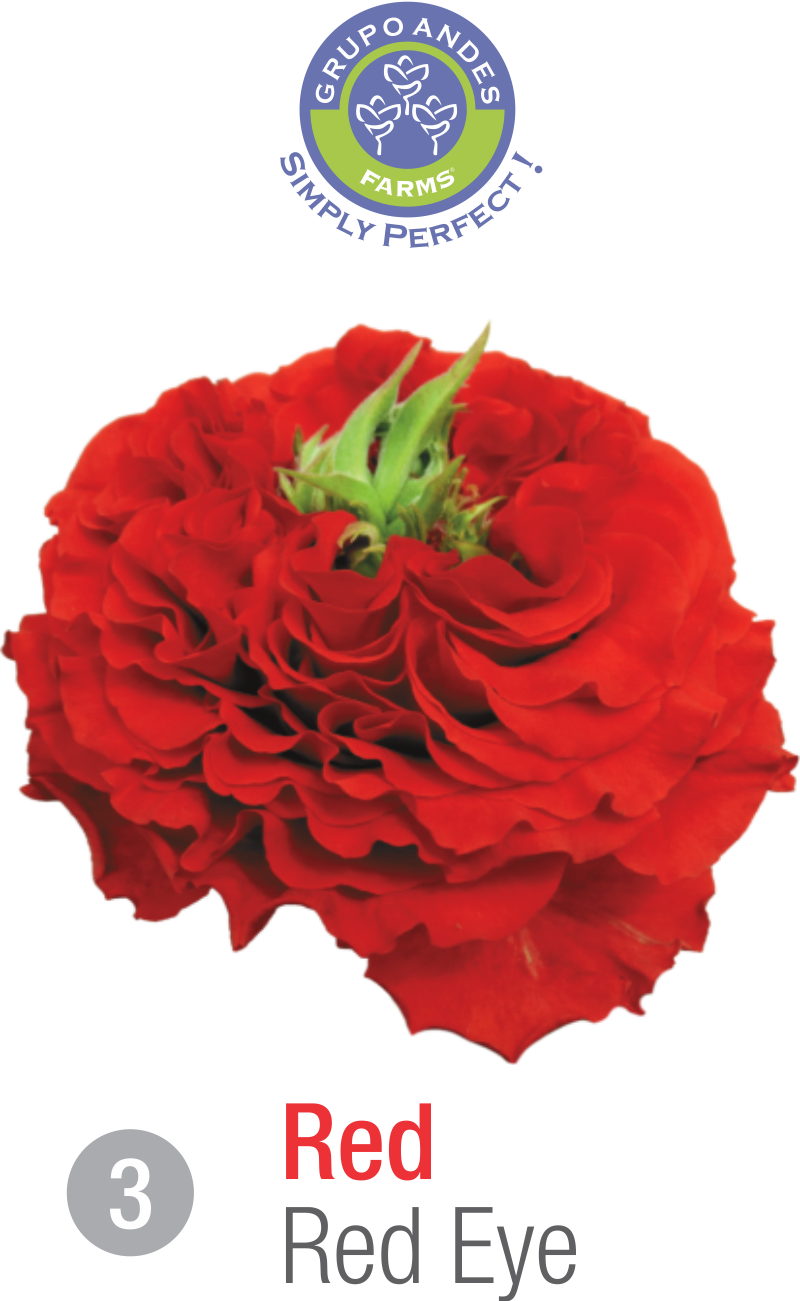 03 - Rosa Variedad Red Eye.png