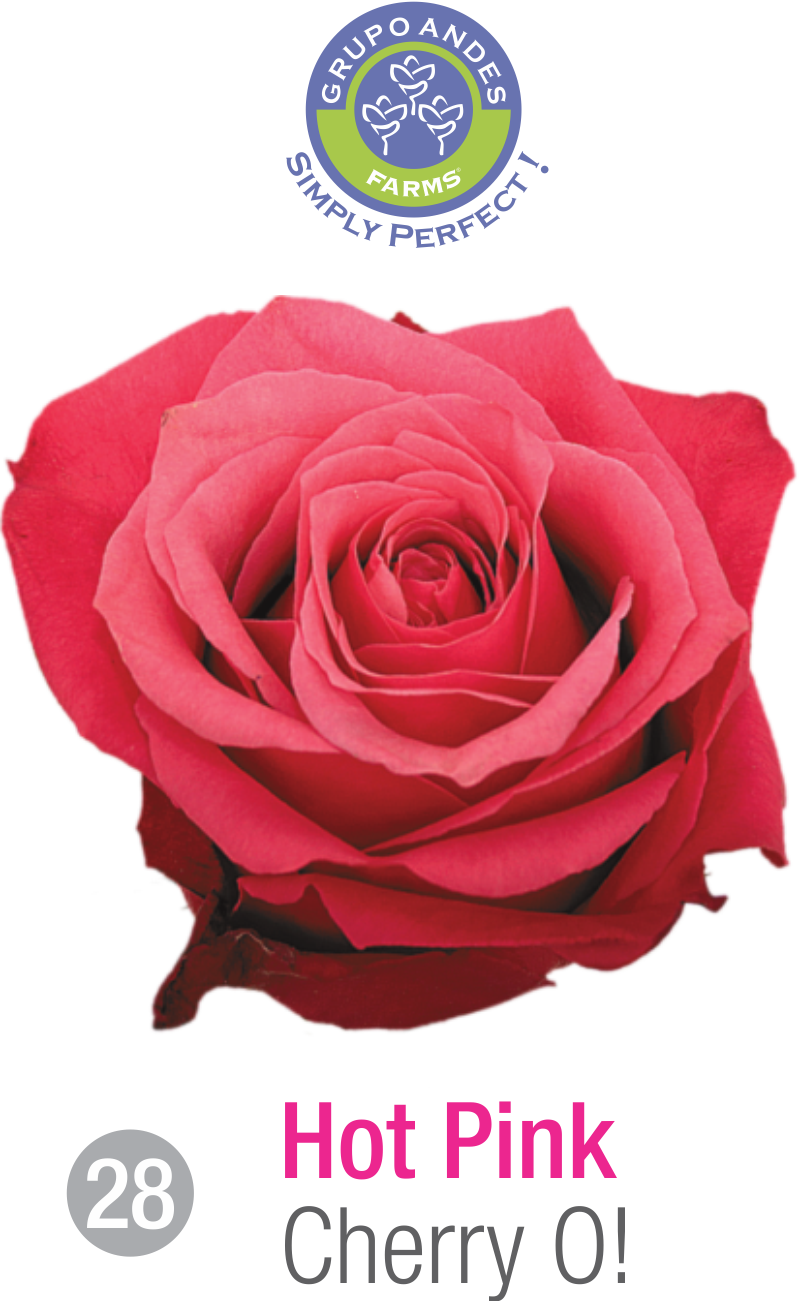 28 - Rosa Variedad Cherry O!.png