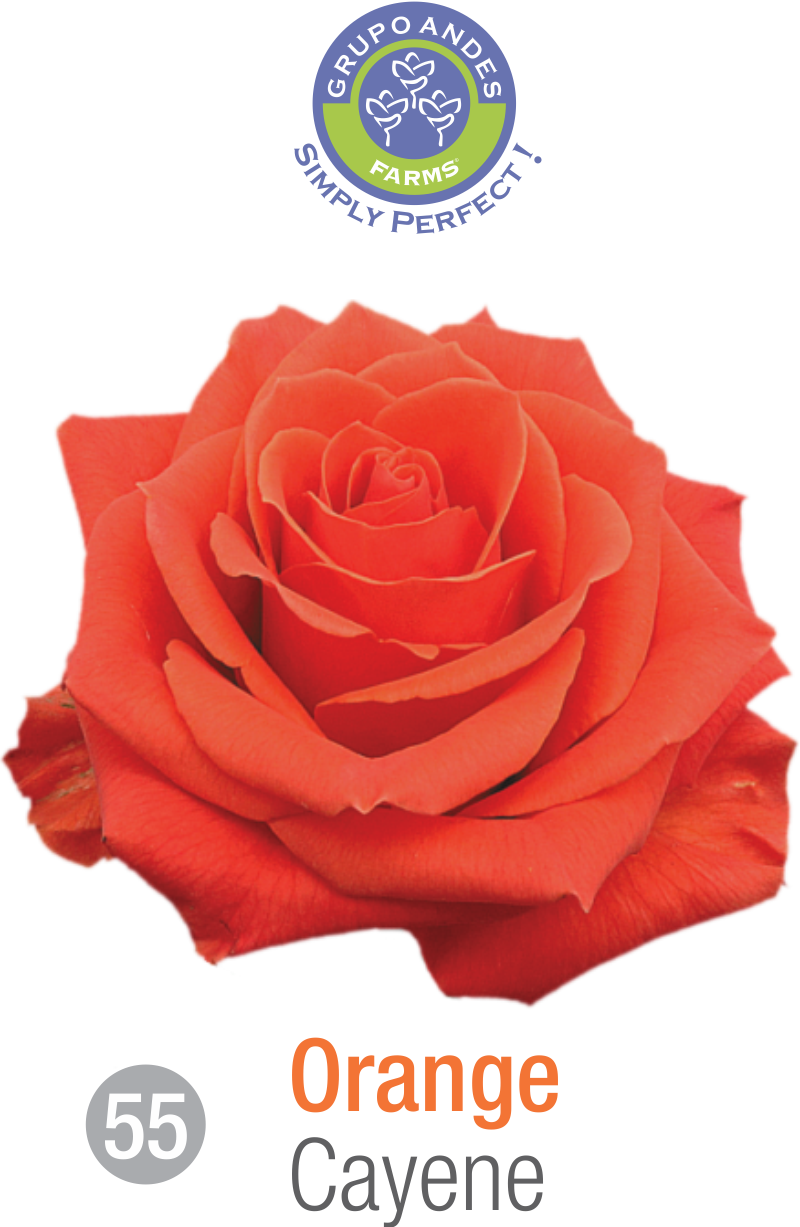55 - Rosa Variedad Cayene.png