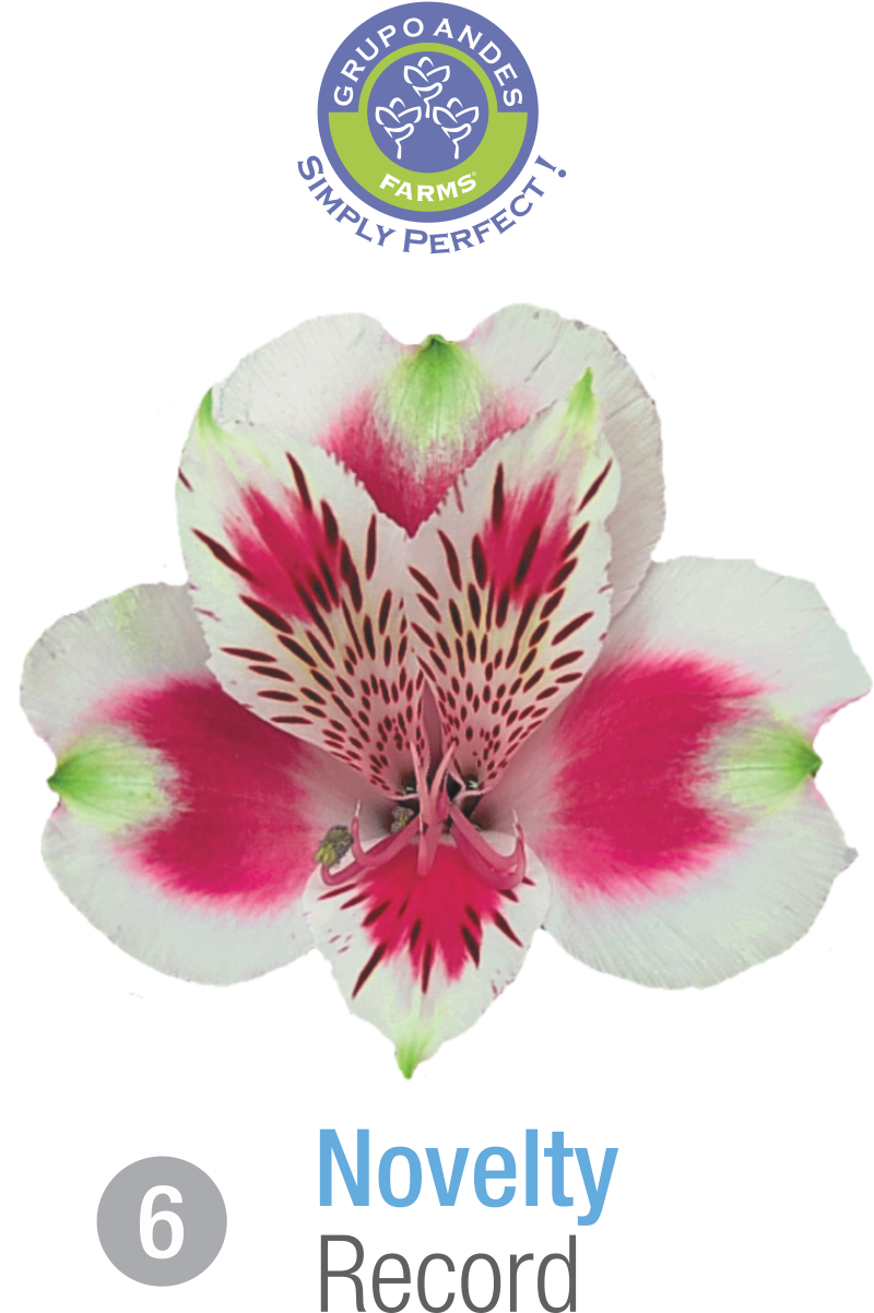06 - Alstroemeria Variedad Record.png