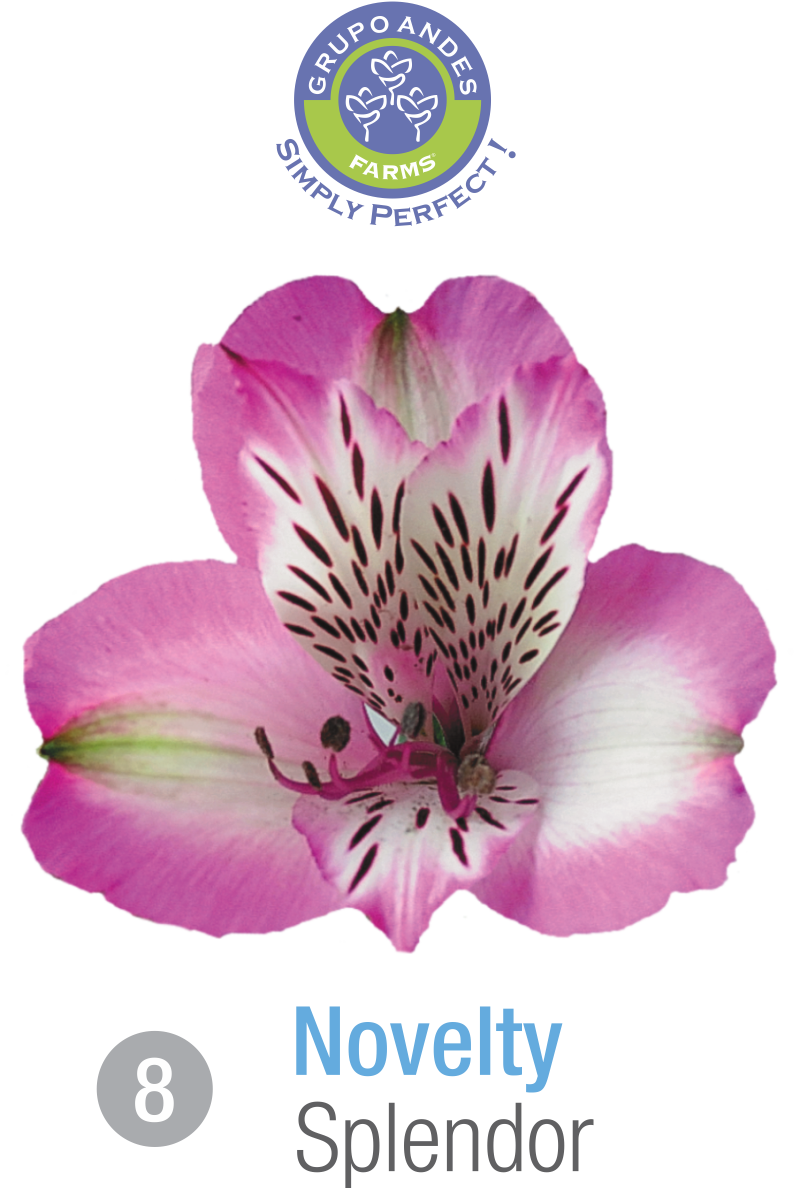 08 - Alstroemeria Variedad Splendor.png
