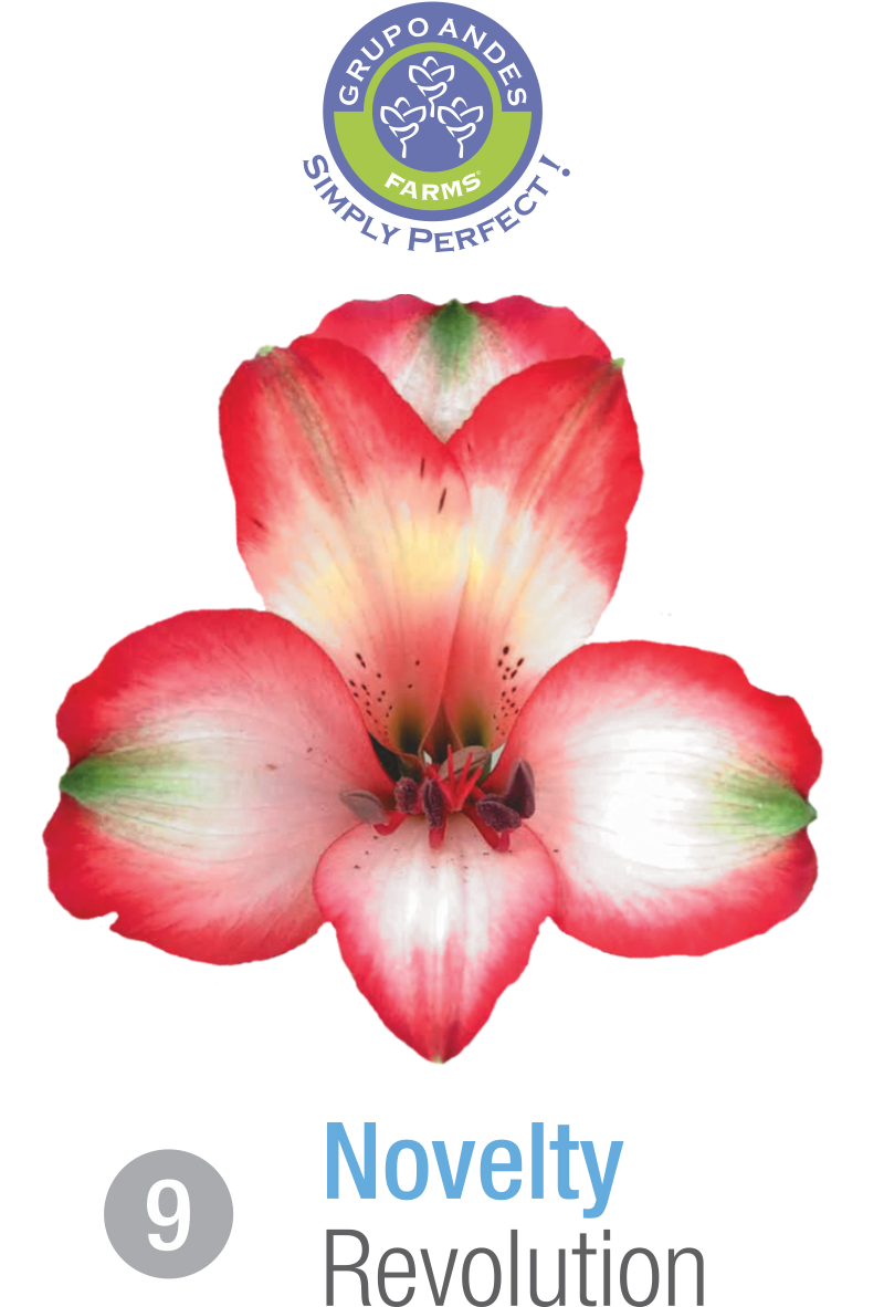 09 - Alstroemeria Variedad Revolution.png