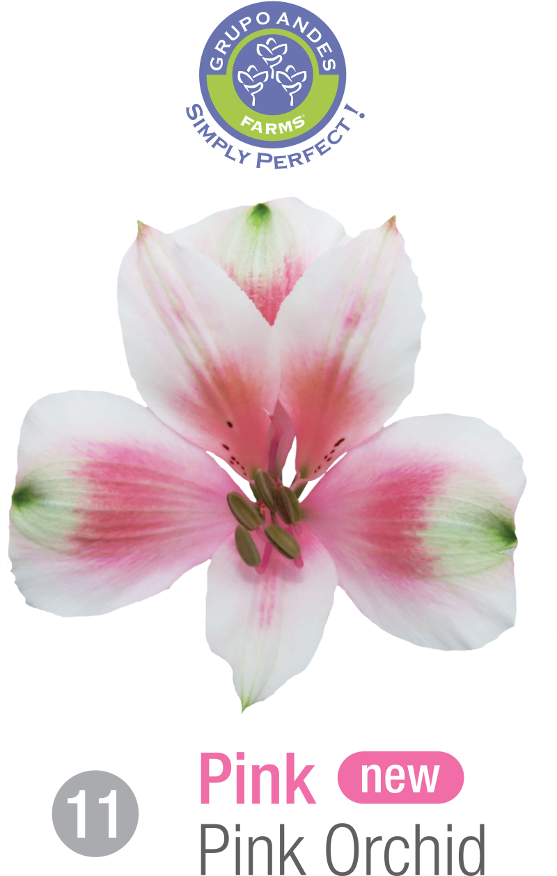 11 - Alstroemeria Variedad Pink Orchid.png