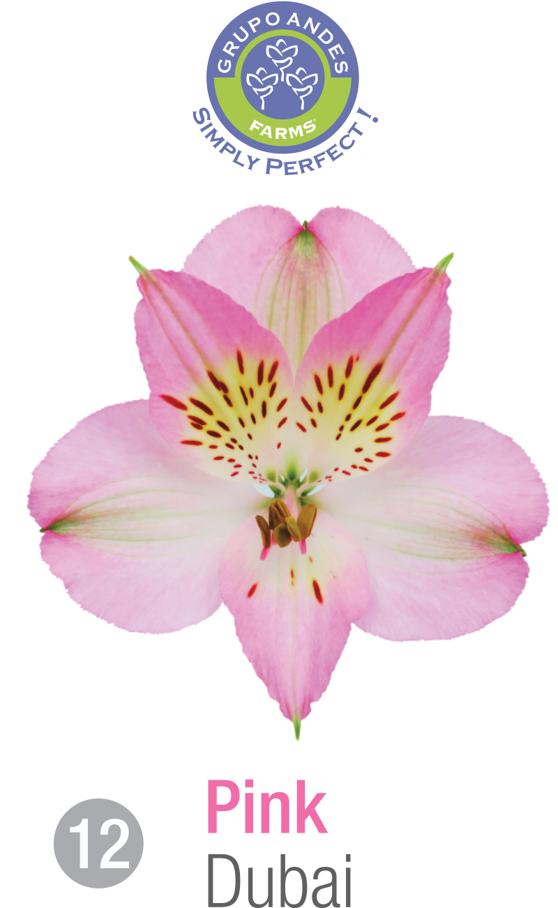 12 - Alstroemeria Variedad Dubai.png