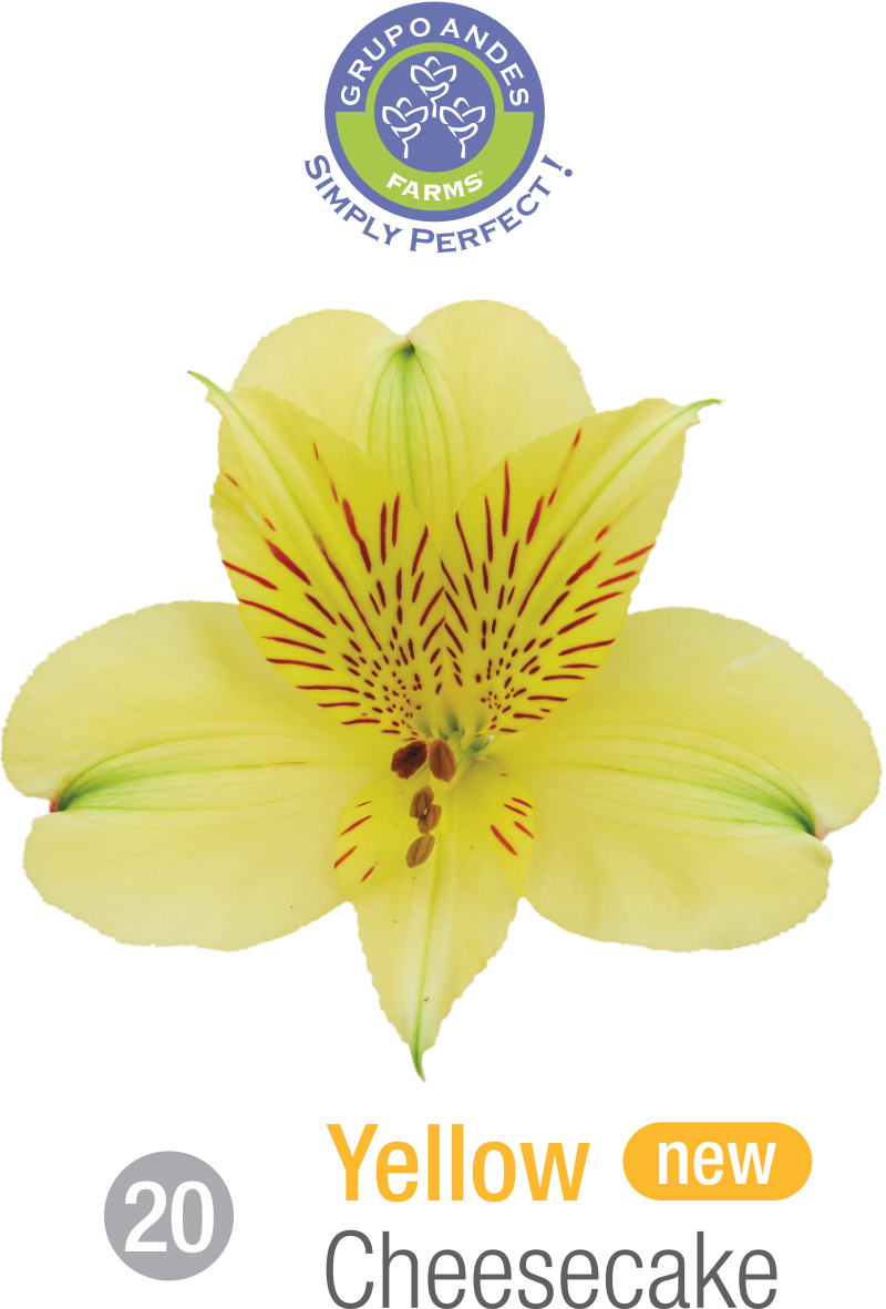 20 - Alstroemeria Variedad Cheesecake.png