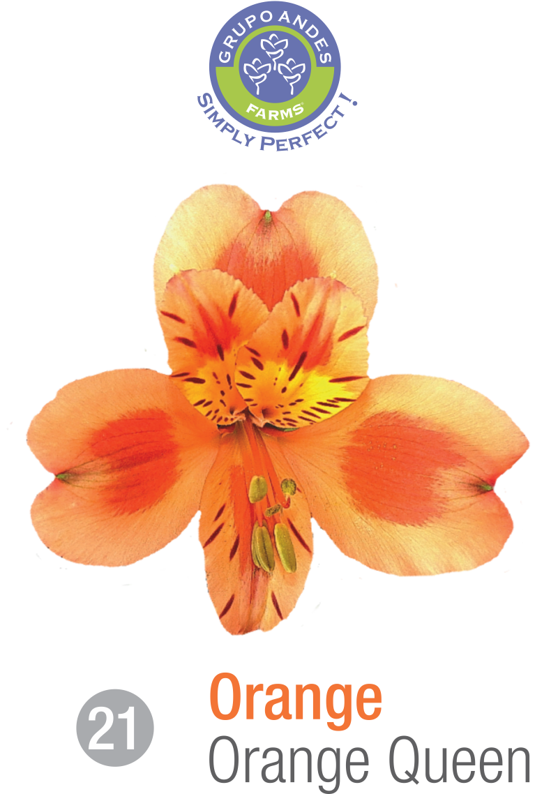 21 - Alstroemeria Variedad Orange Queen.png