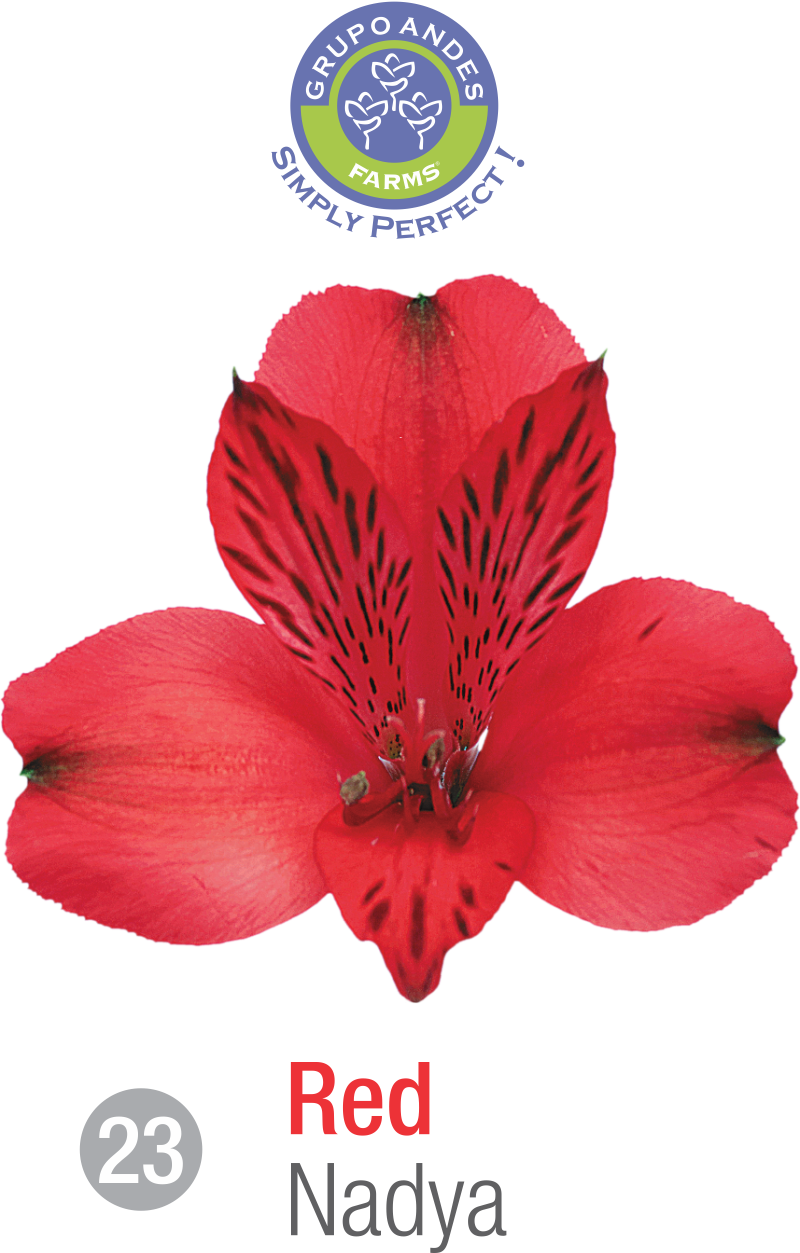 23 - Alstroemeria Variedad Nadya.png