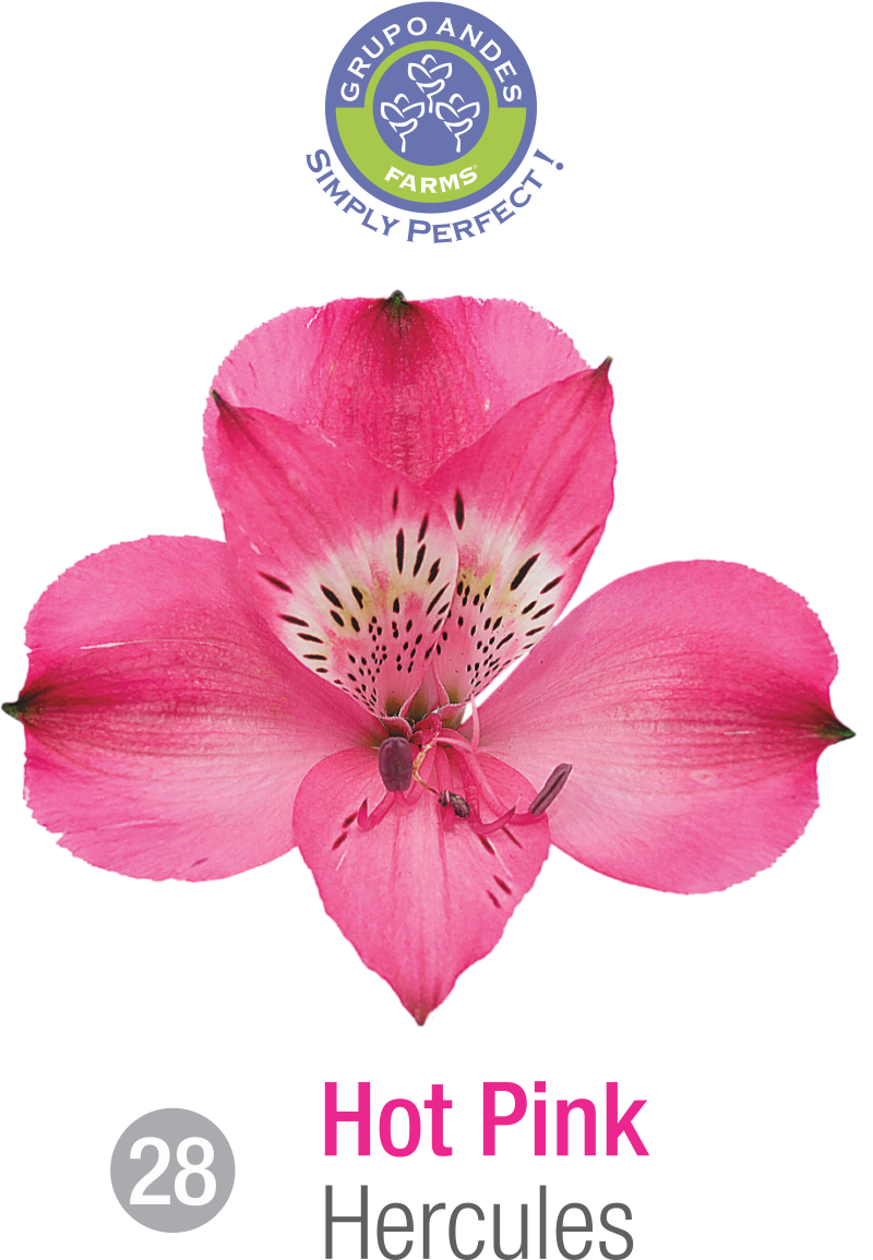 28 - Alstroemeria Variedad Hercules.png