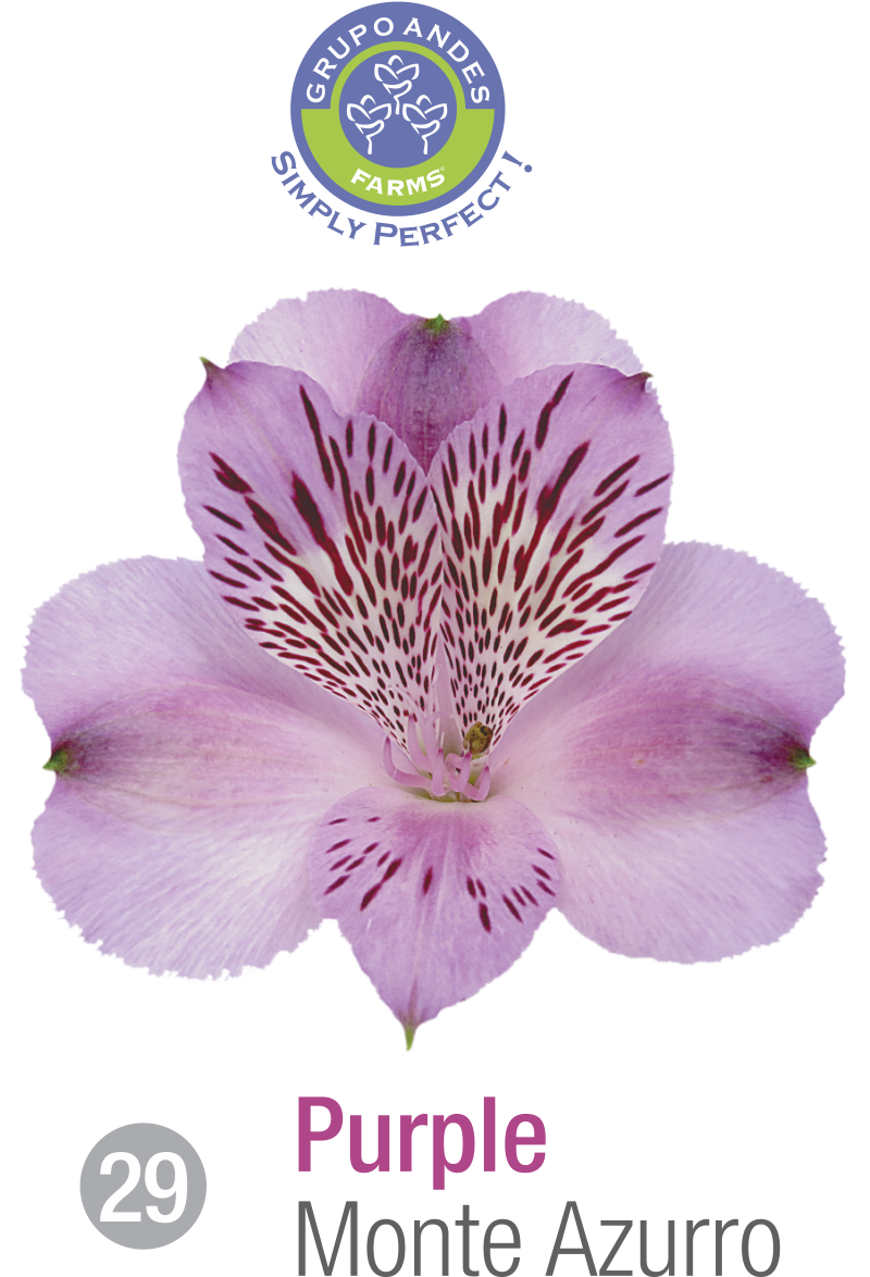 29 - Alstroemeria Variedad Monte Azurro.png