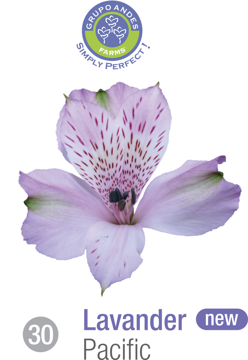 30 - Alstroemeria Variedad Pacific.png