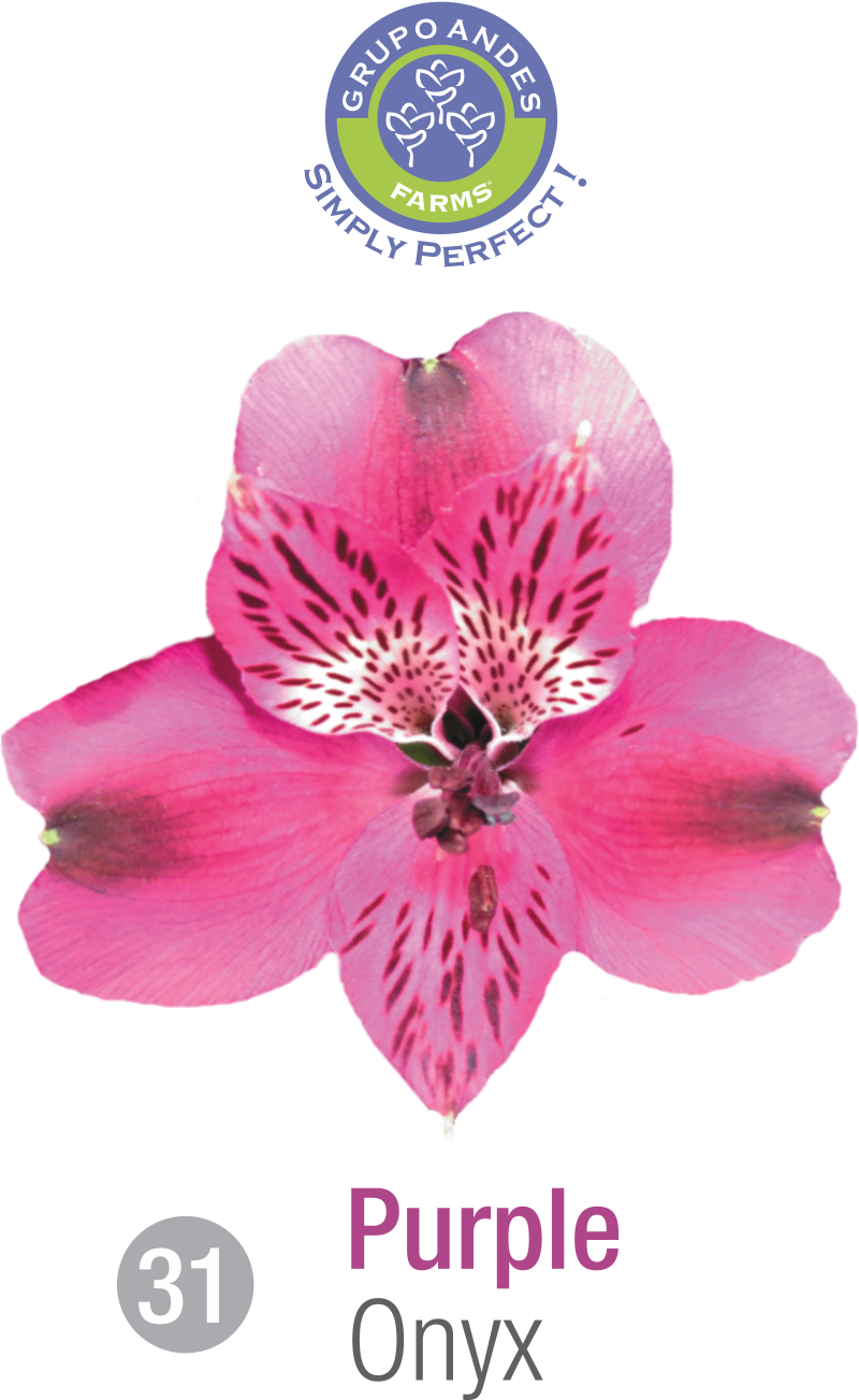 31 - Alsroemeria Variedad Onyx.png