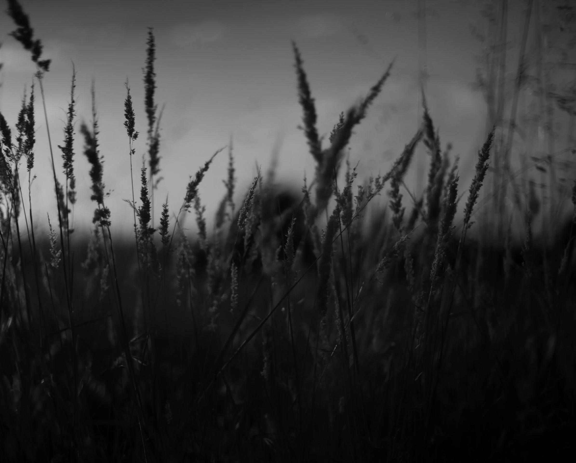 Saída de Campo \Country Outing #3