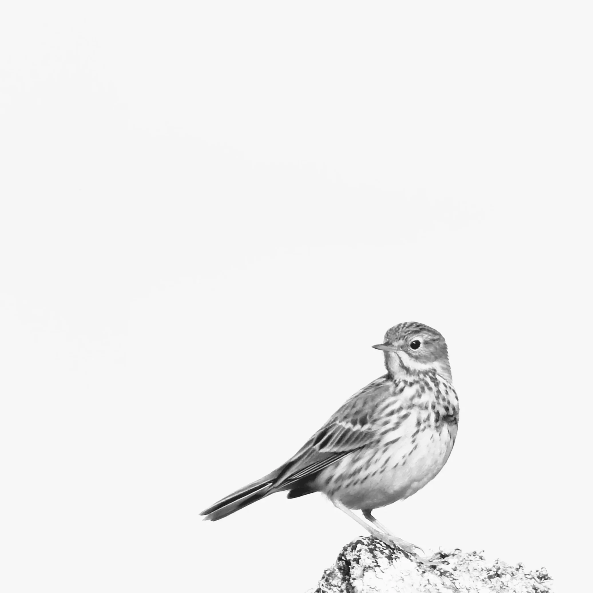 Natureza: 9ª Caminhada de Observação de Aves SPEA Fora do Lugar