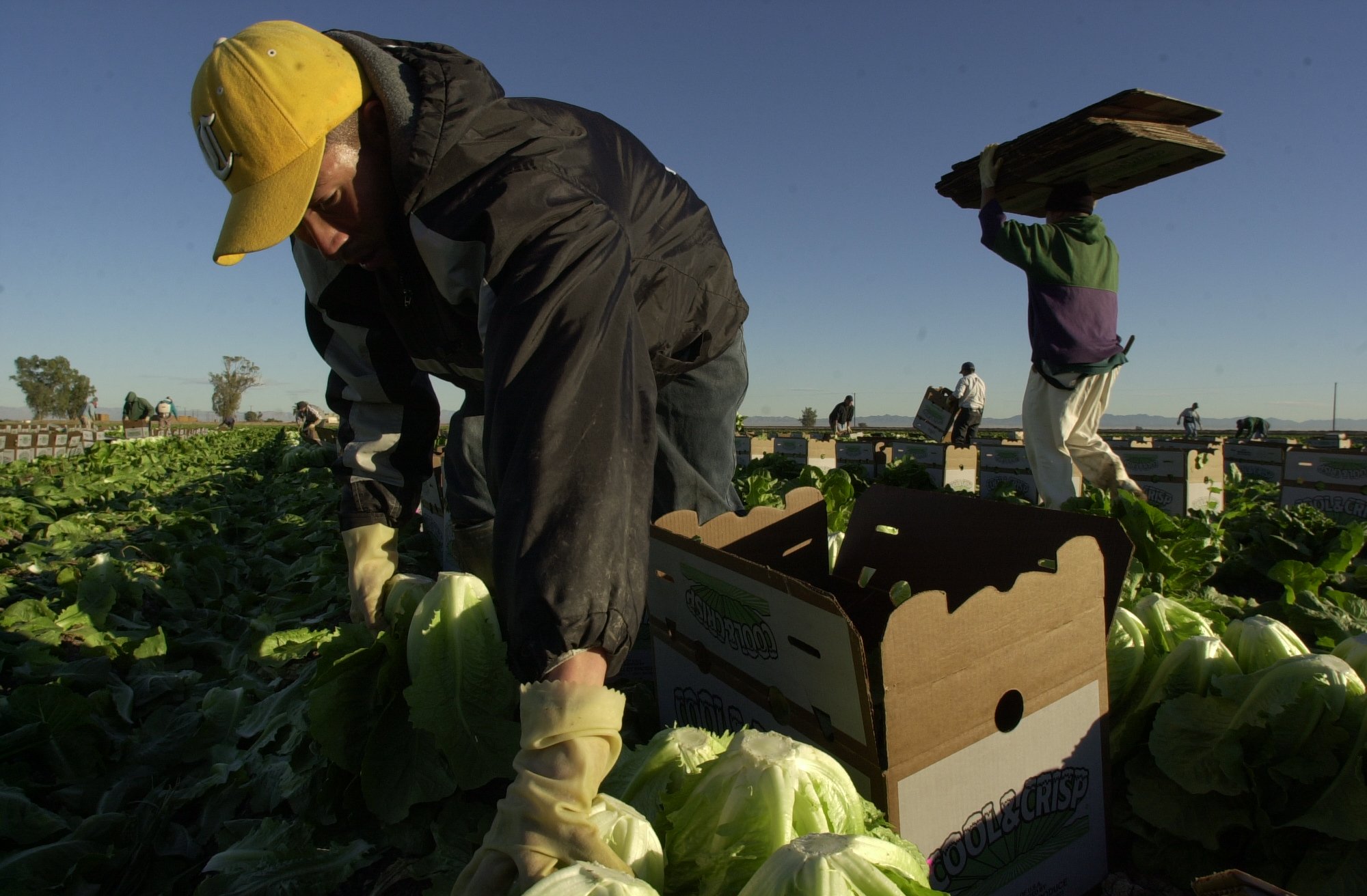 Lettuce harvest