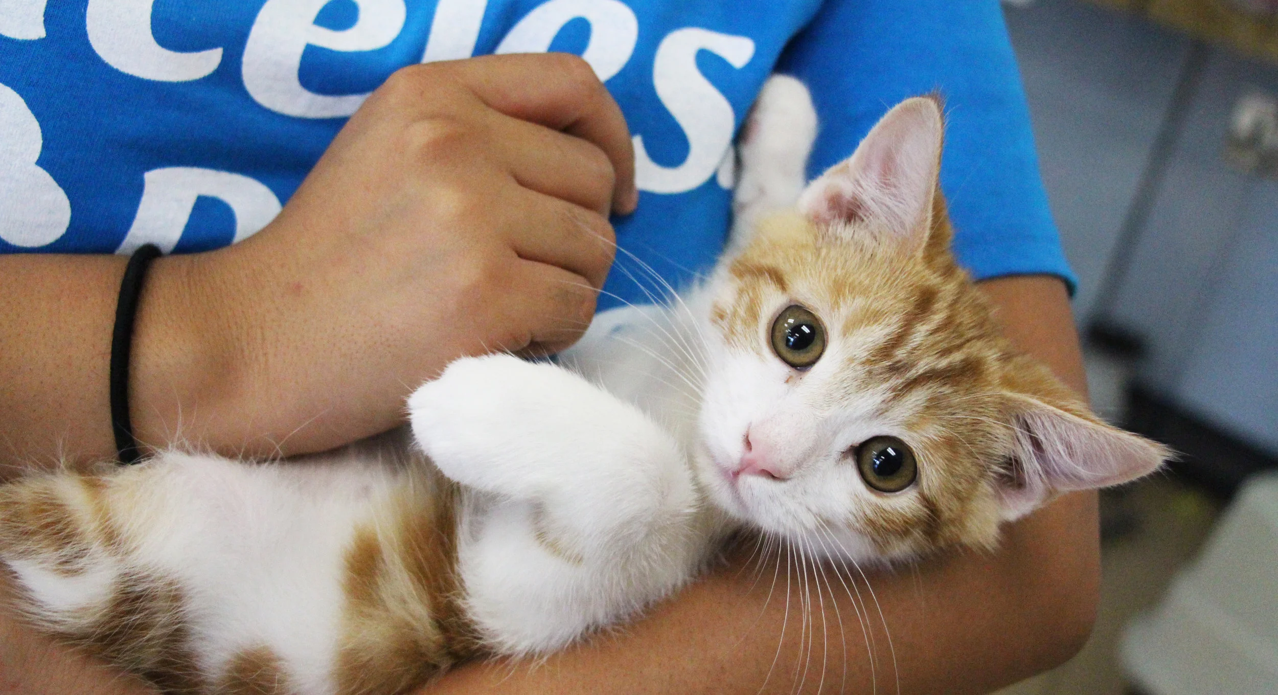 kittenblog.jpg