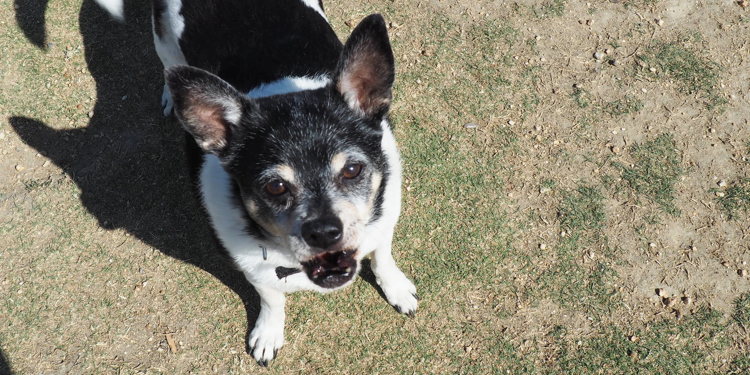 seniordog.jpg