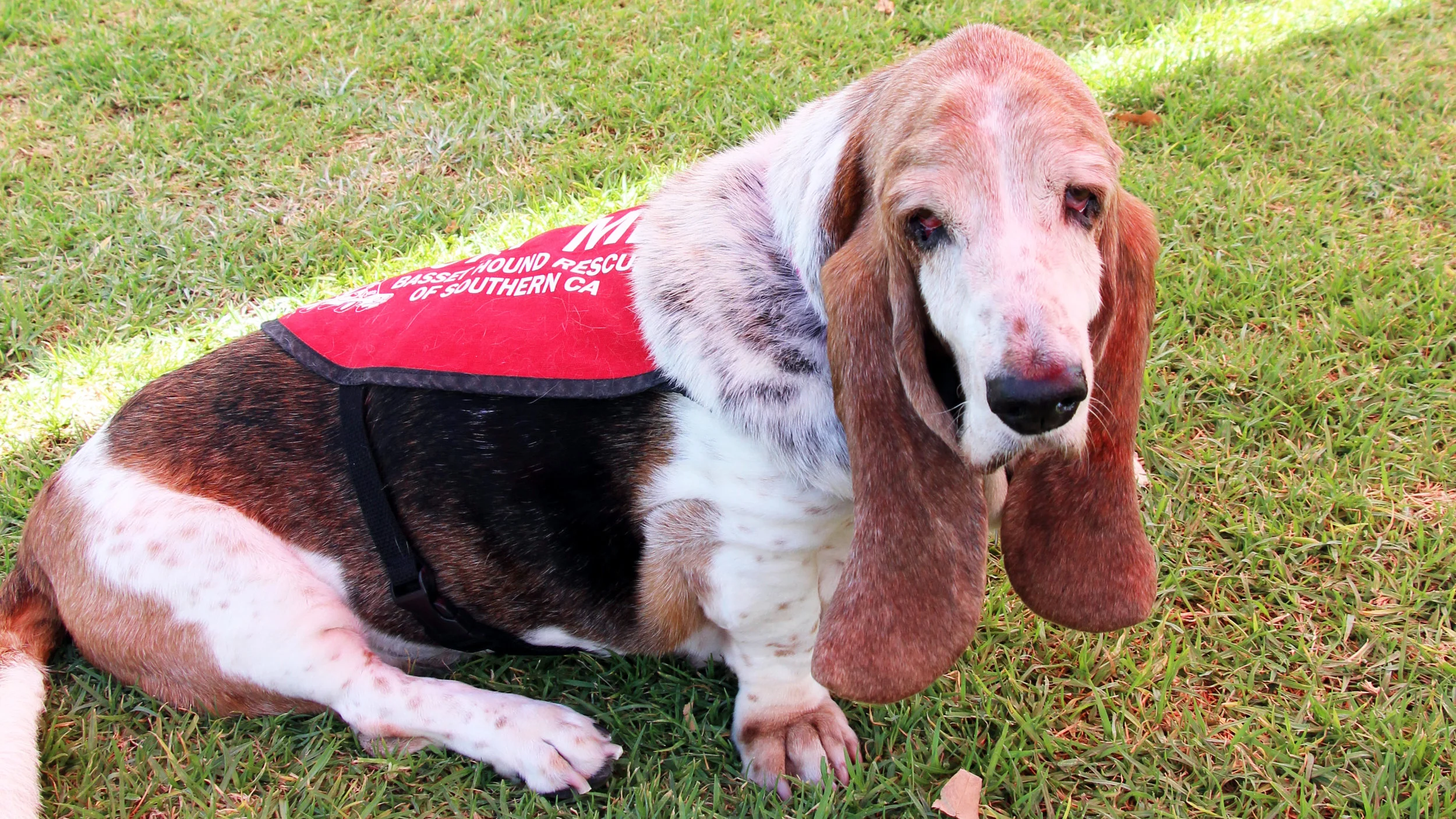 seniordog_adopt.jpg