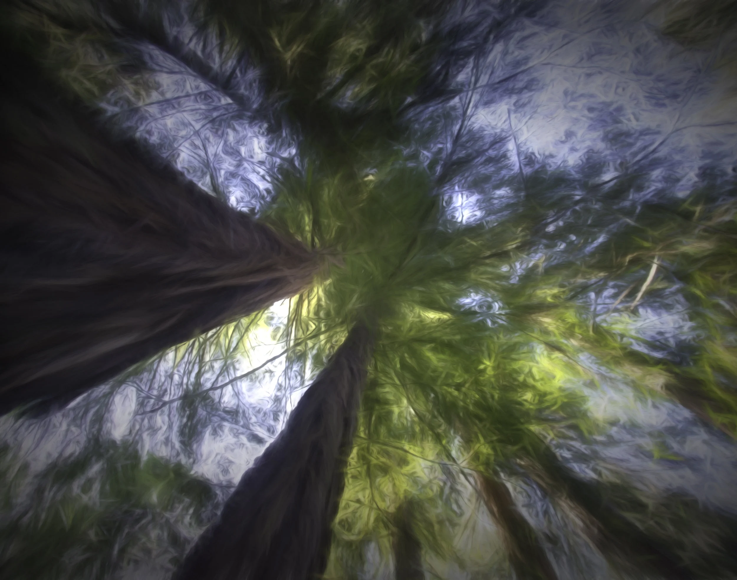 DreamsofTrees.jpg