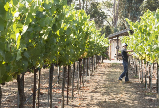 Raeburn Vineyards, Russian River Valley, California