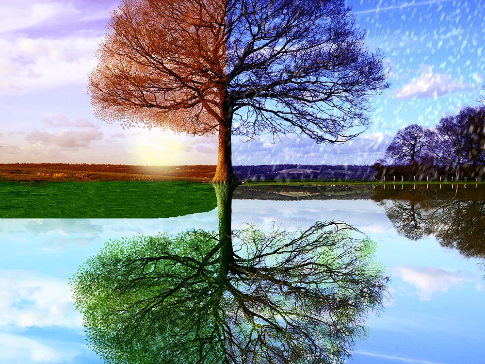 trees.jpg
