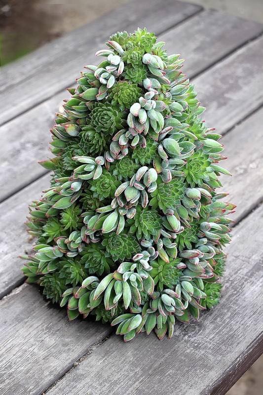 tree.jpg