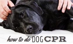 how-to-do-cpr-on-a-dog.jpg