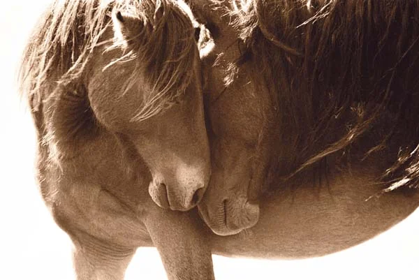 Dutesco_Tenderness15of30_LightSepiaMetallicChromogenic_48x72inches.jpg
