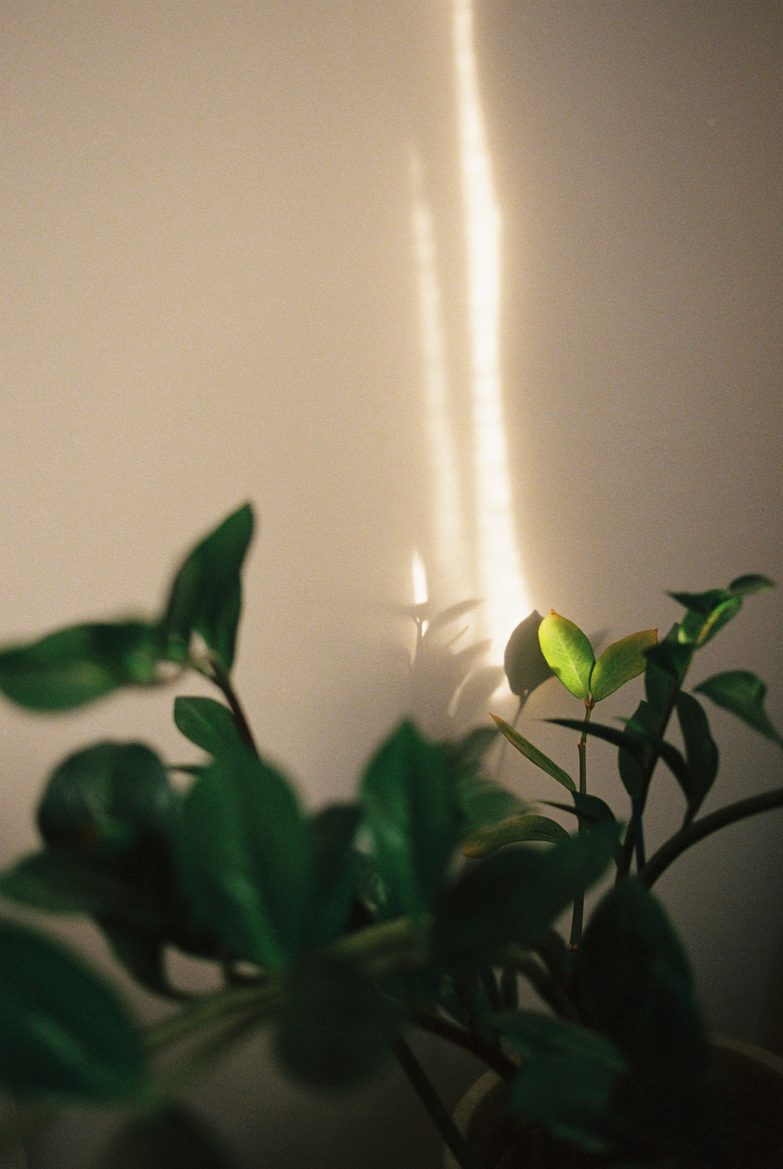 3_12 Plant Light.jpg