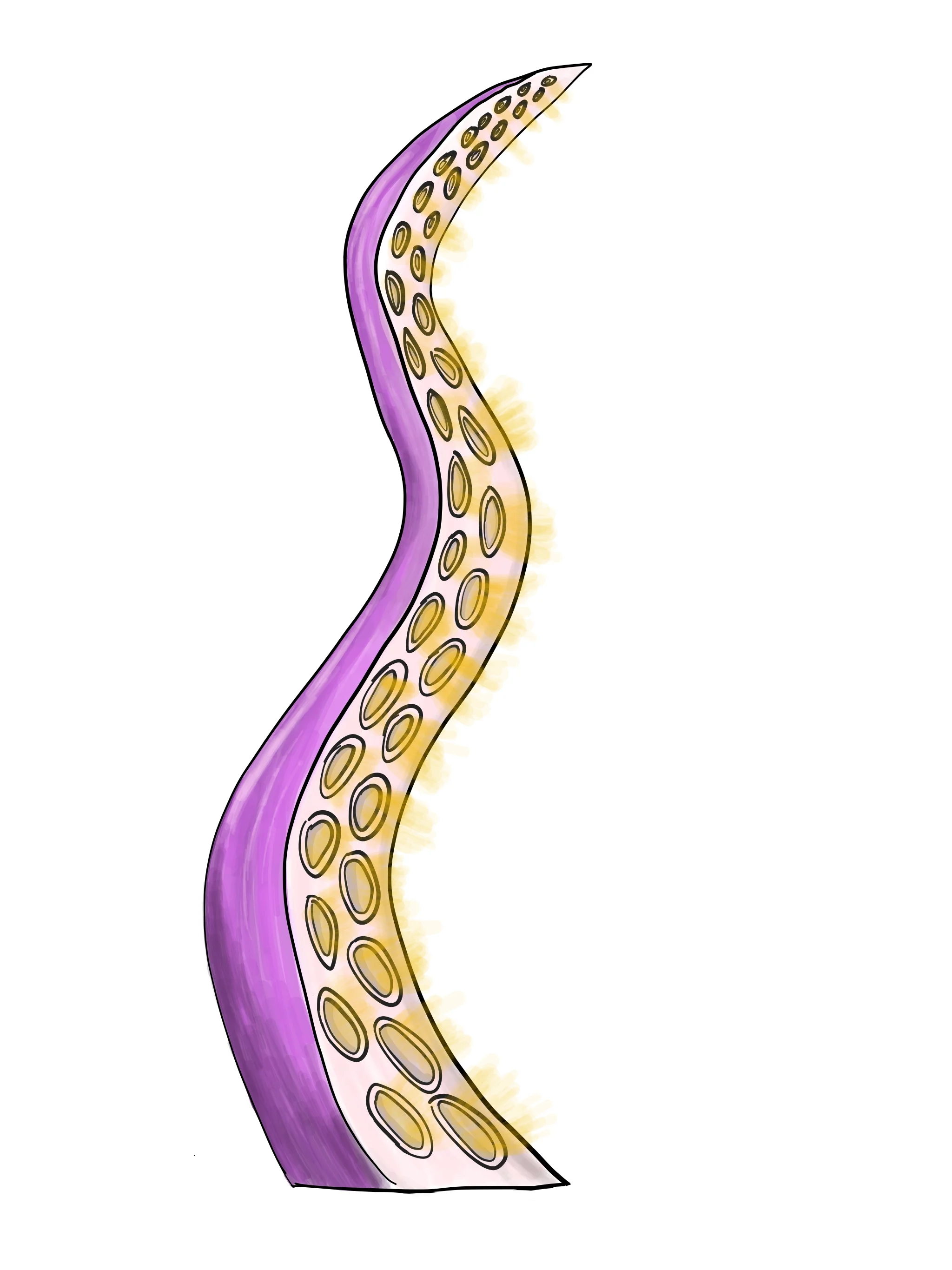 Shape and light potential
