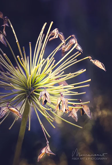 AUTUMN AGAPANTHUS