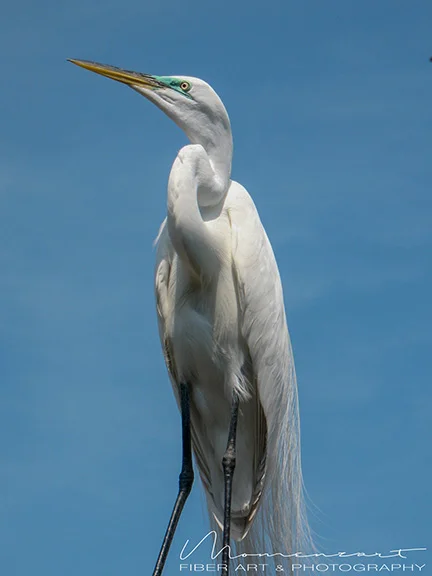 BLUE HERON
