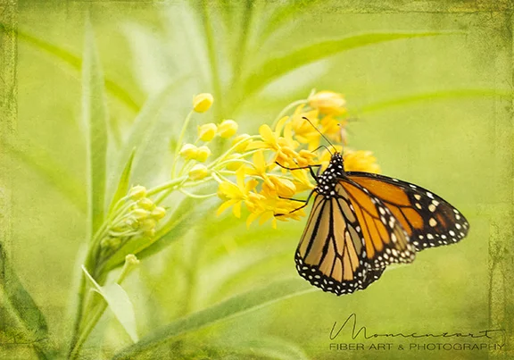BUTTERFLY ON WEED