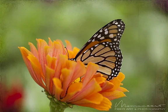 BUTTERFLY ON ZINNIA