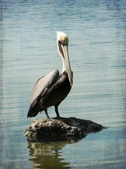 PELICAN ON A ROCK