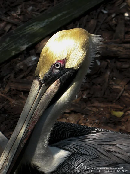 PELICAN