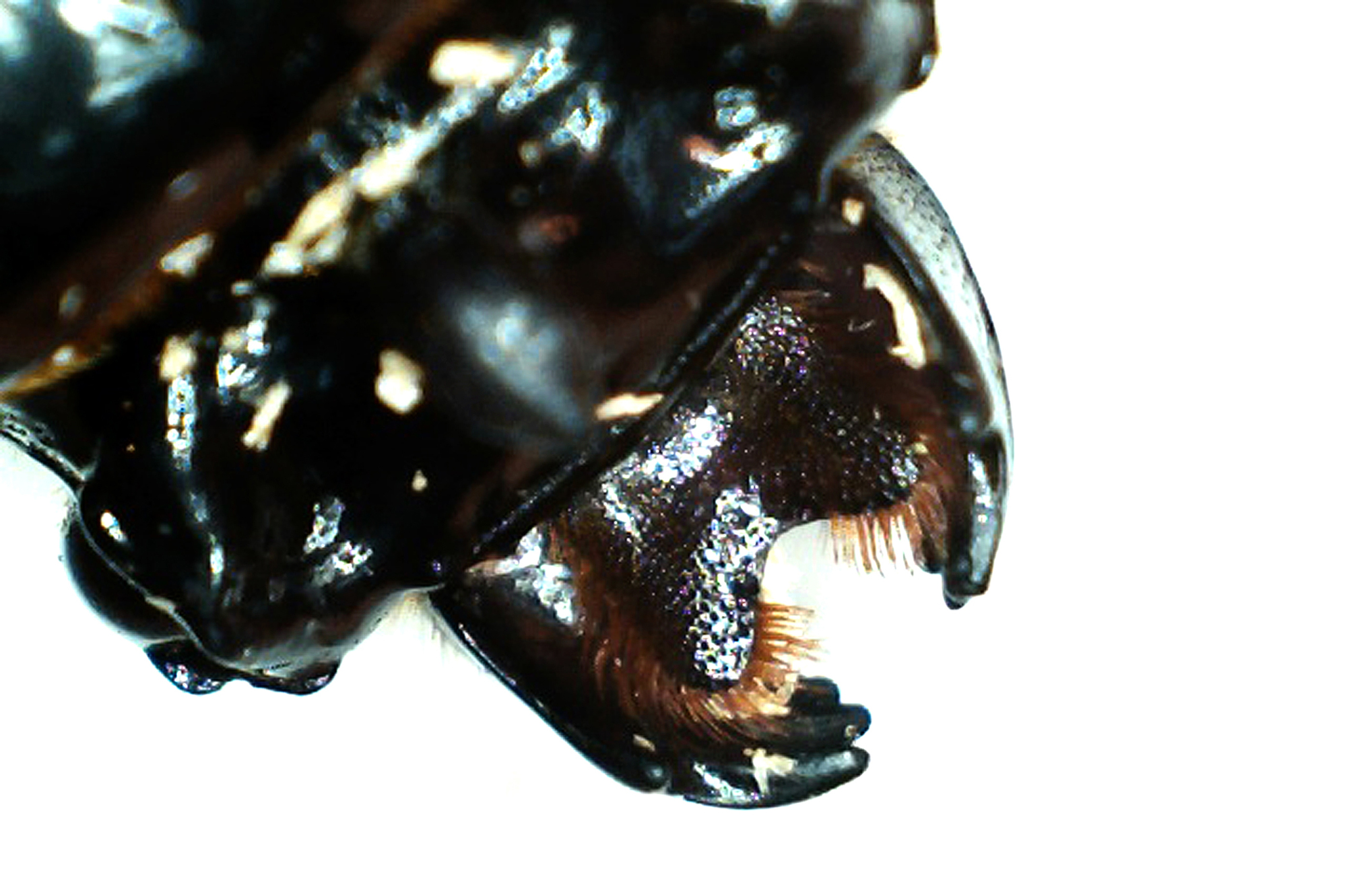 beetle3.jpg