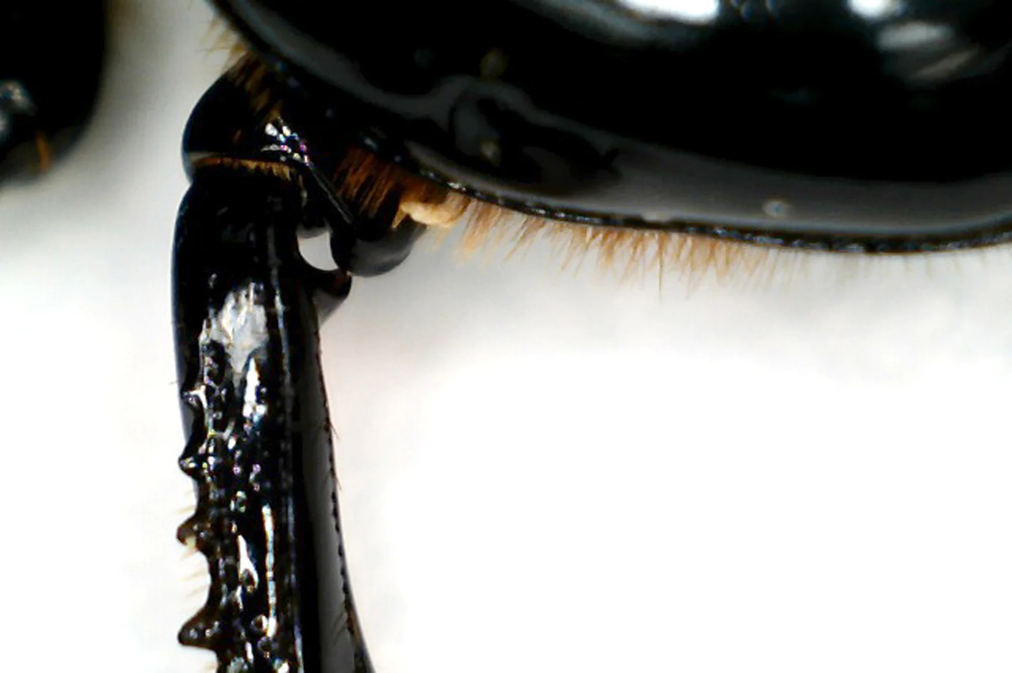 beetle4.jpg