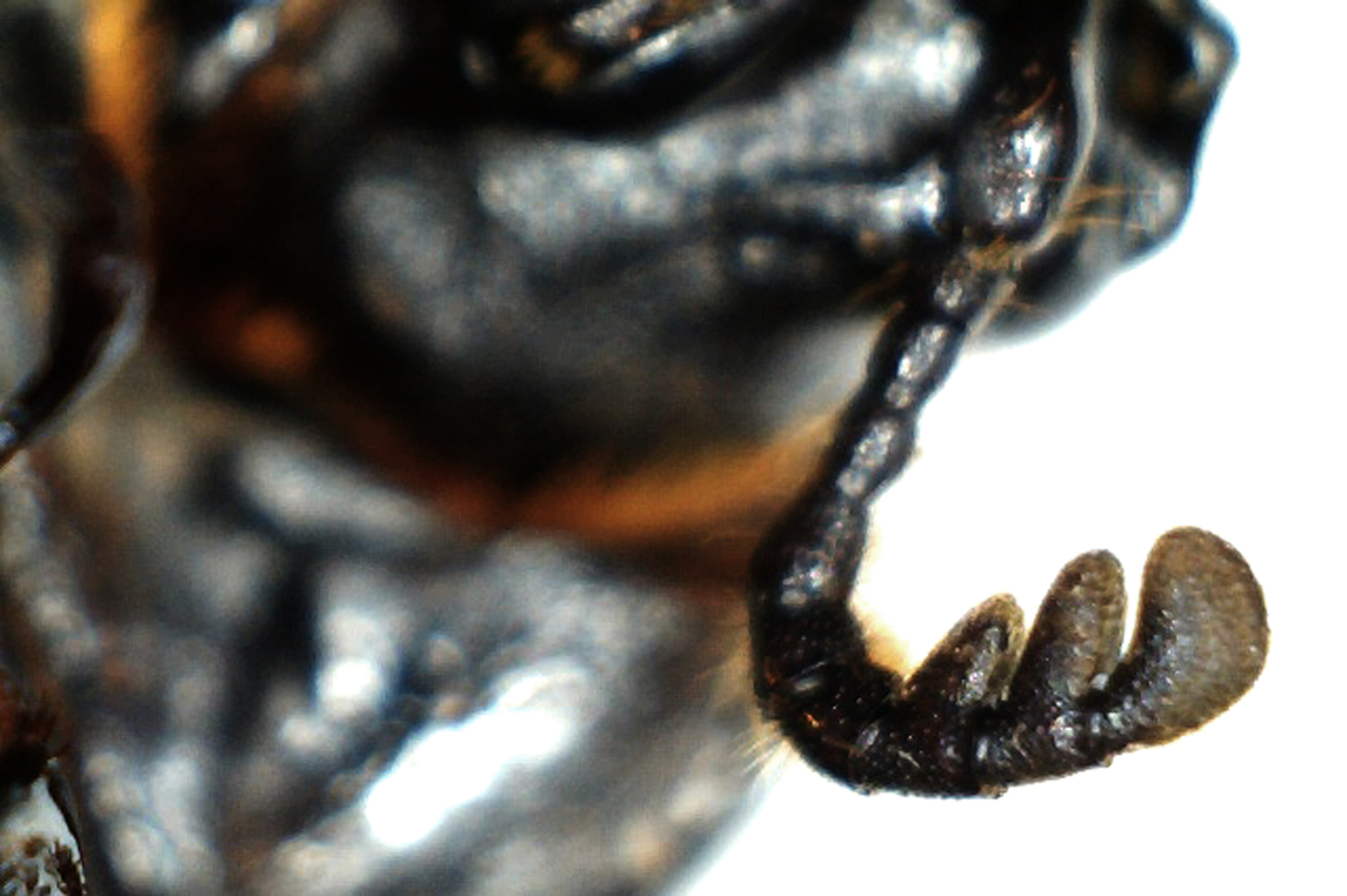 beetle6.jpg