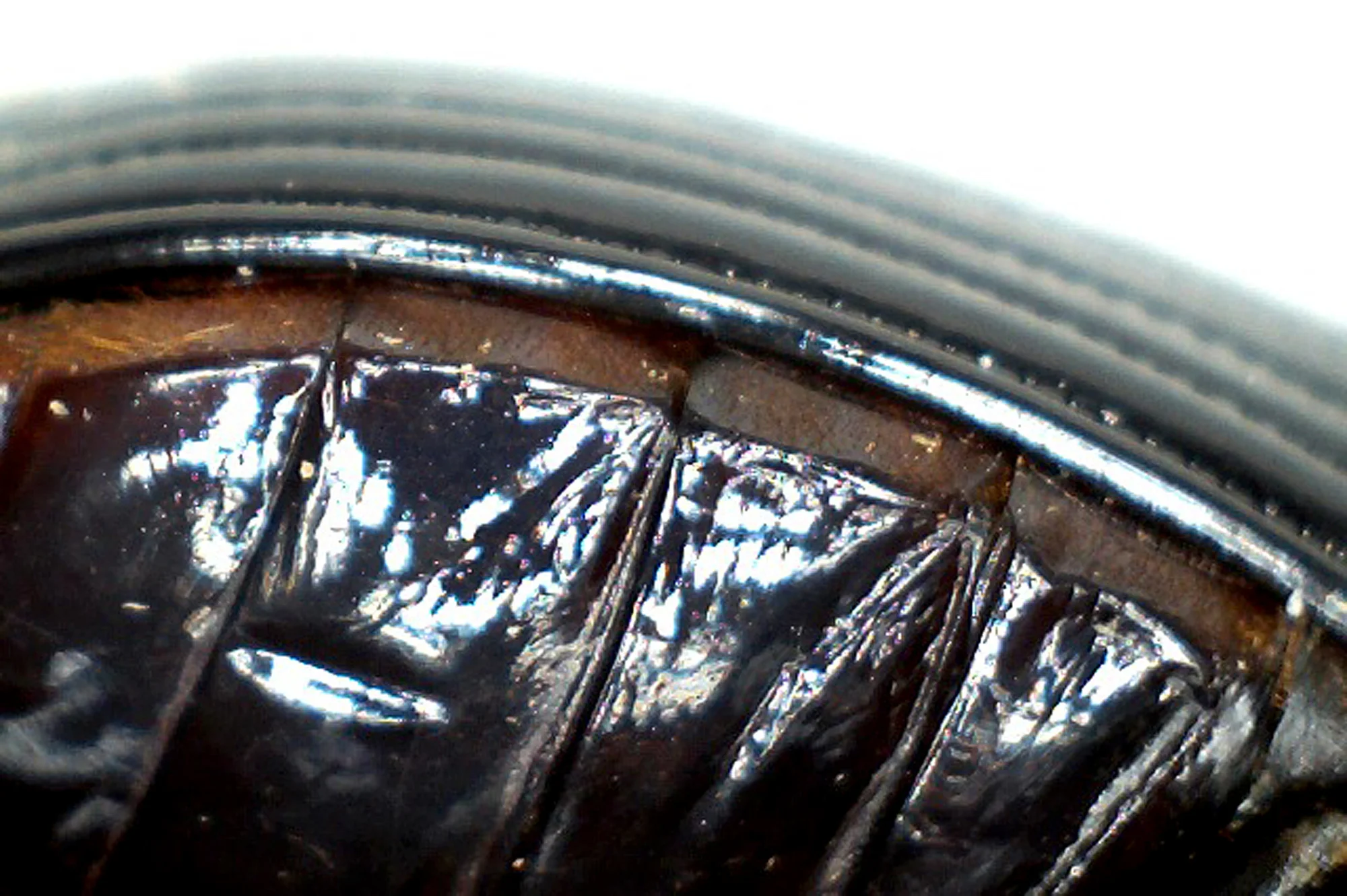 beetle5.jpg
