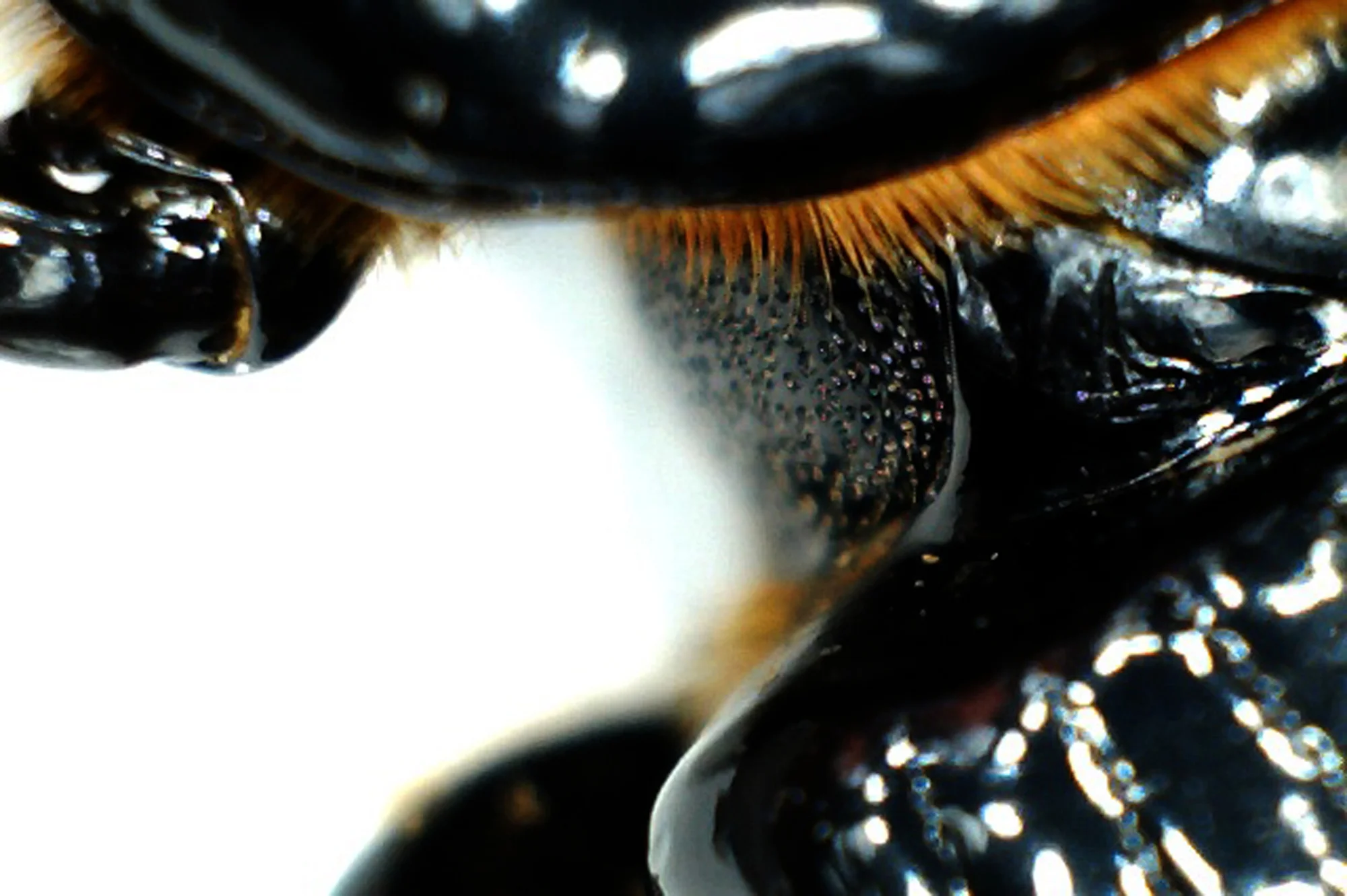 beetle8.jpg