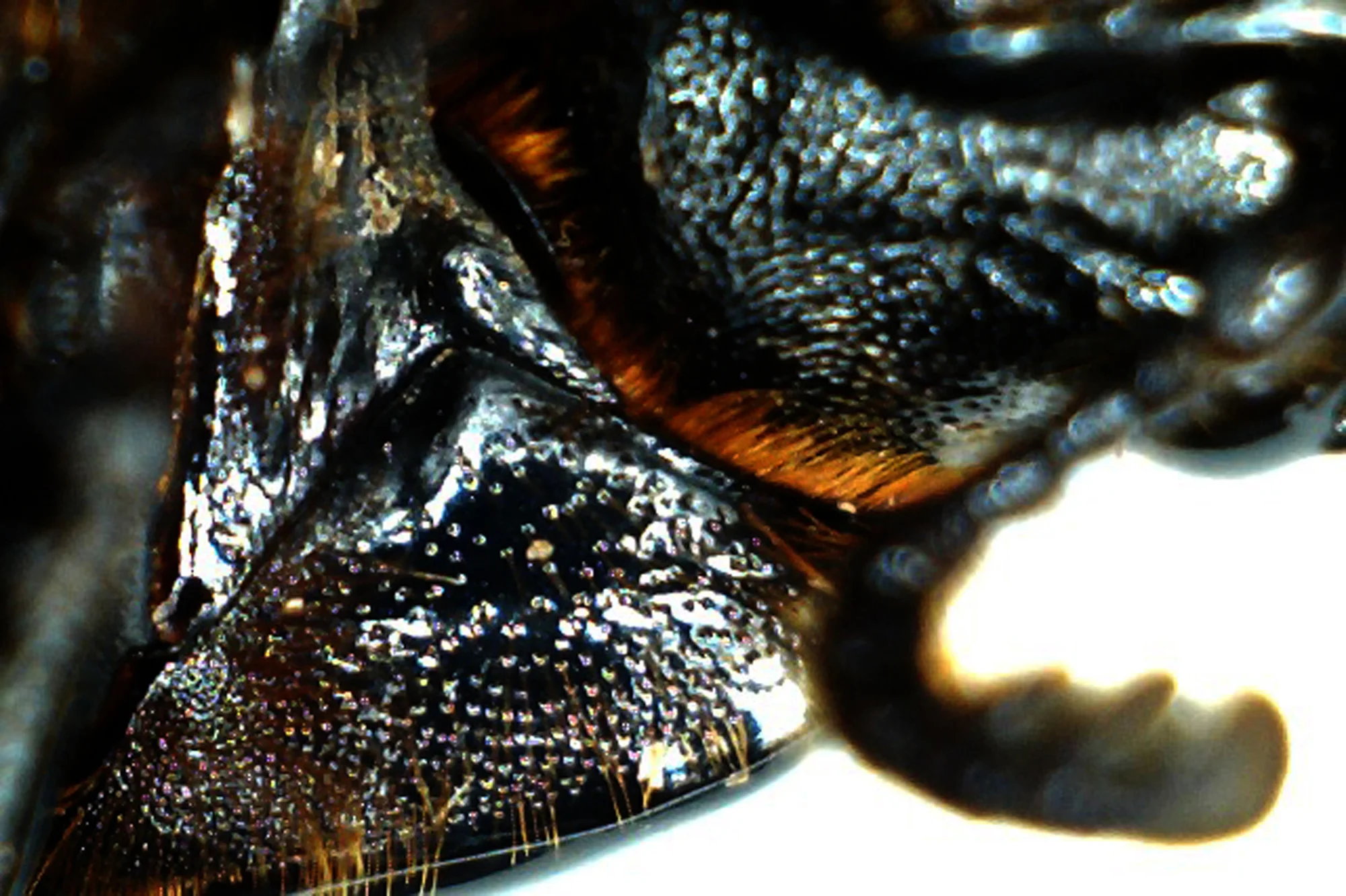 beetle7.jpg