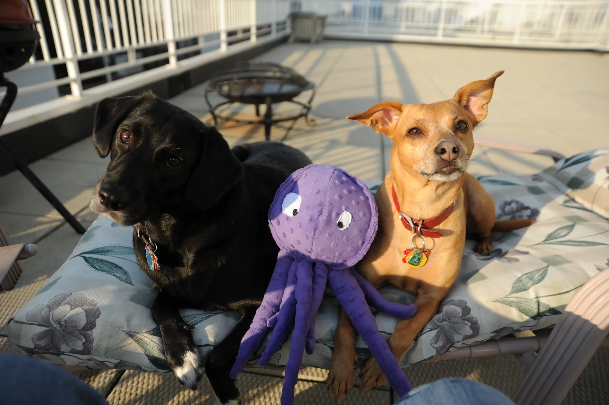 interactopus5.jpg