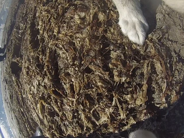 SubsequentSight_Nemo