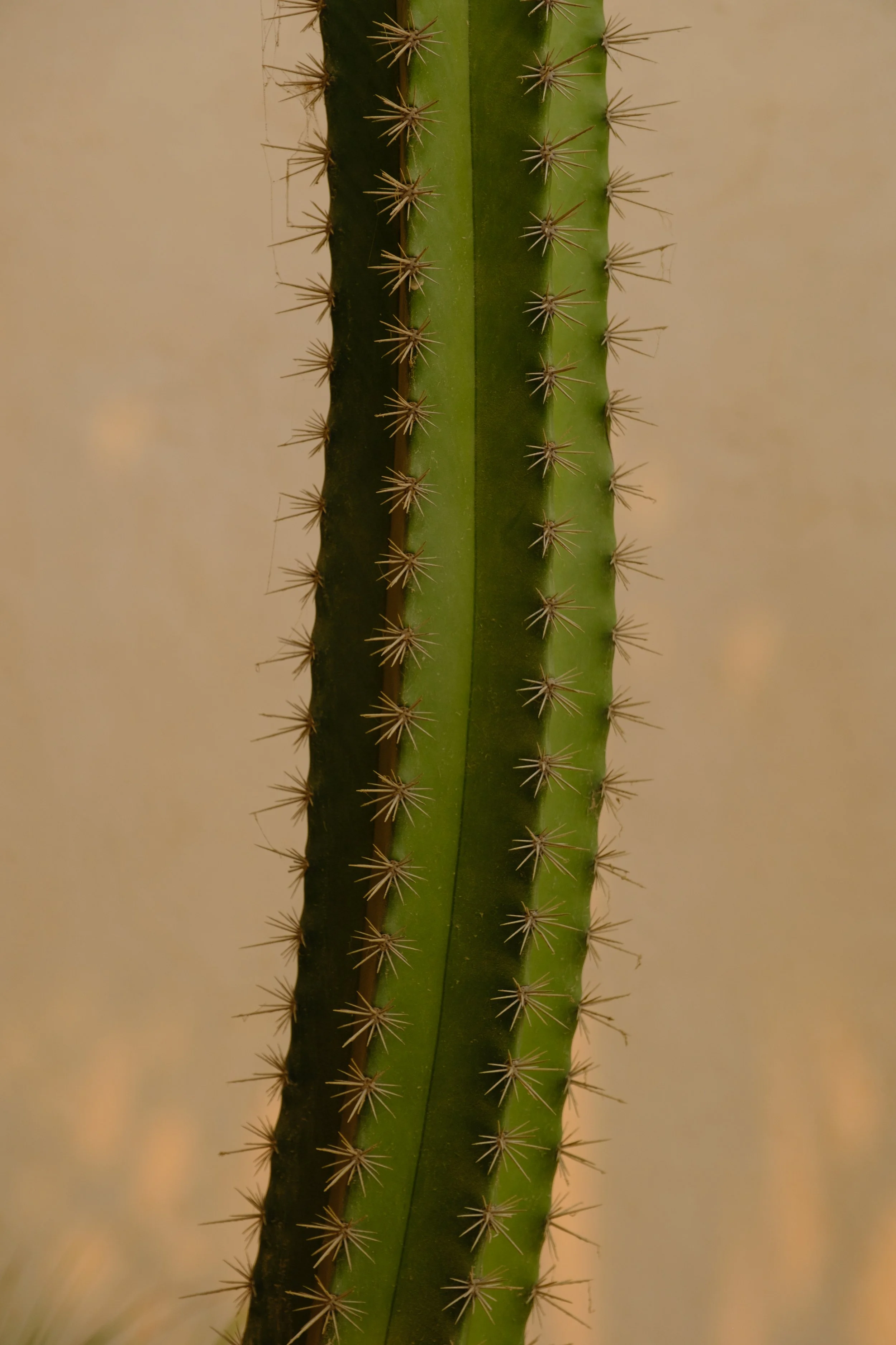 DSCF8489-2.jpg