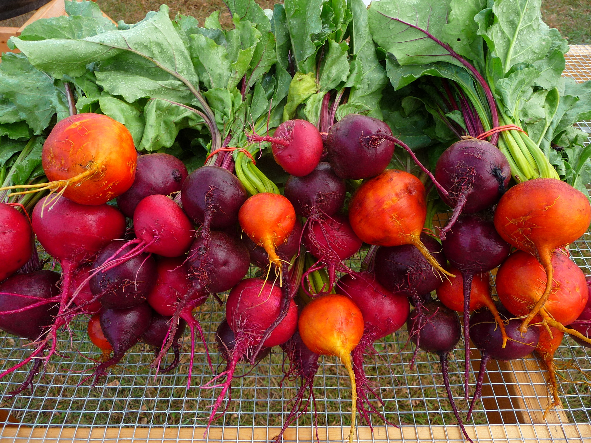beets.jpg
